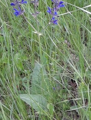 Salvia dumetorum