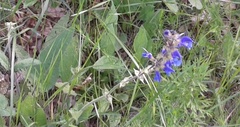 Salvia dumetorum