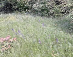 Salvia dumetorum