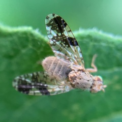 Tephritis bardanae