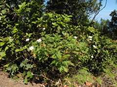 Argyranthemum broussonetii image