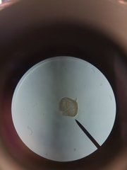 Protoperidinium depressum