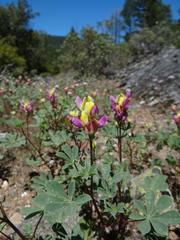 Lupinus stiversii