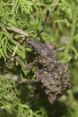 Lyperobates asper