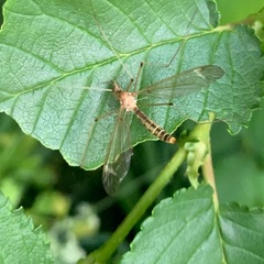 Tipula lunata