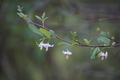 Styrax americanus image