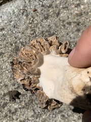 Morchella