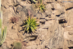 Agave arcedianoensis