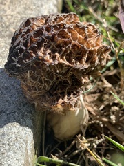 Morchella