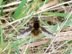 Bombylius major