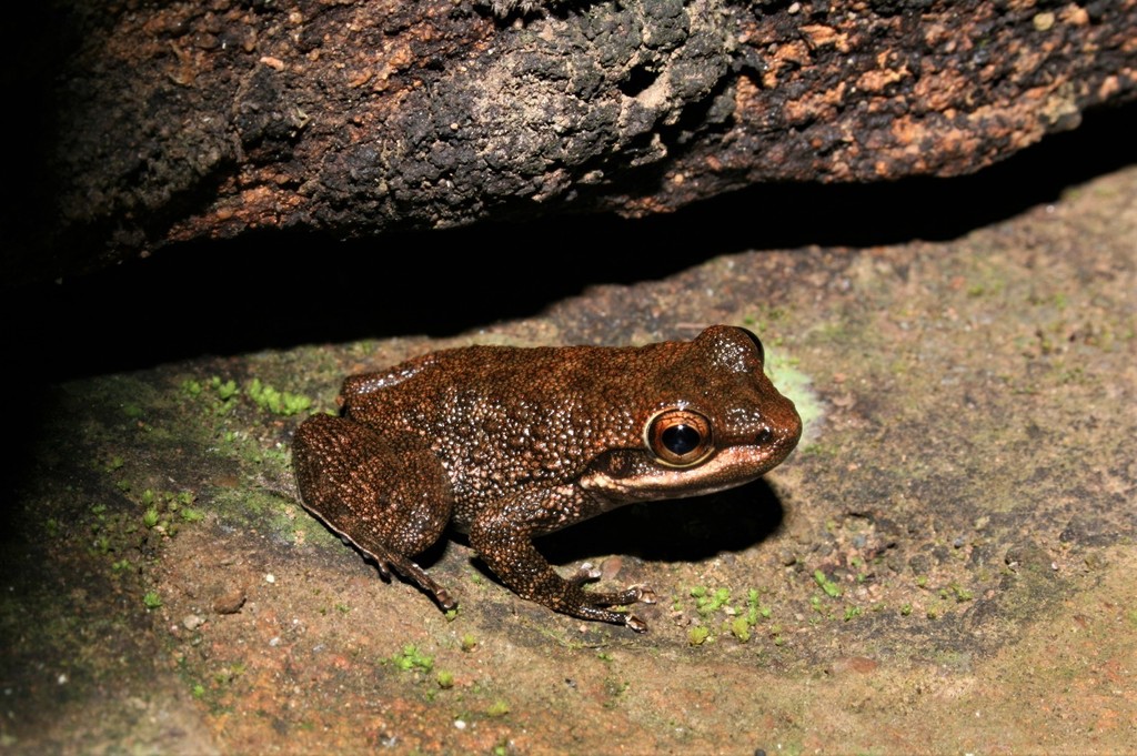 Smith's Torrent-Frog