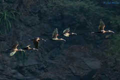 Plegadis chihi × Plegadis falcinellus