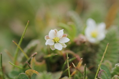 Spergula pentandra