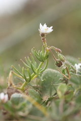 Spergula pentandra