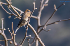 Passerina versicolor