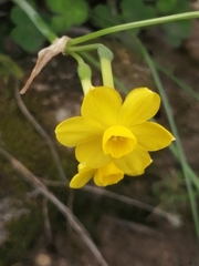 Narcissus jonquilla