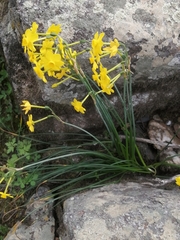 Narcissus jonquilla