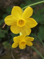 Narcissus jonquilla