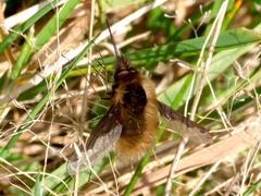 Bombylius major