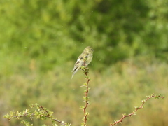 Spinus barbatus