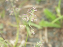 Poa humilis
