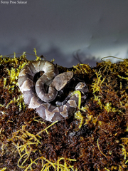Bothrocophias microphthalmus