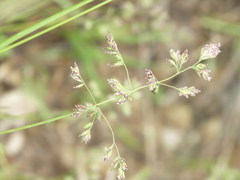 Poa humilis