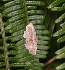 Eugnathia diagonalis
