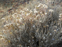 Senecio patagonicus