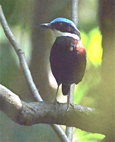 Blue-headed Pitta (Hydrornis baudii), photo 7