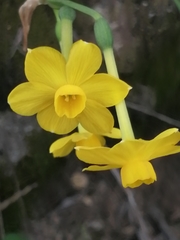Narcissus jonquilla