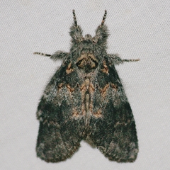 Peridea knudsoni
