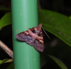 Bertula alpheusalis