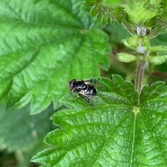 Eristalinus sepulchralis