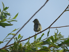 Spinus barbatus