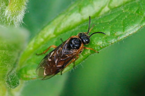 piliarka (Monostegia abdominalis)