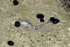 Entomacrodus cadenati