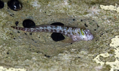 Cadenat's rockskipper (Entomacrodus cadenati) — Blenniidae — 3