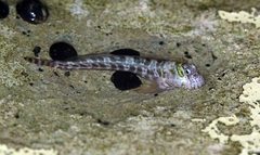 Entomacrodus cadenati