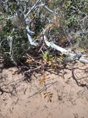 Bursera laxiflora