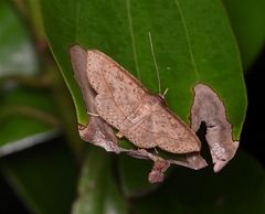 Hypospila creberrima