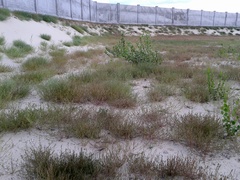 Corispermum hyssopifolium