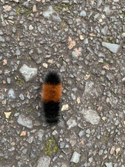 Pyrrharctia isabella