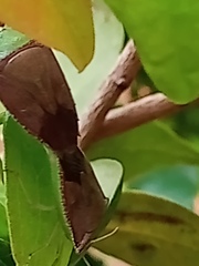 Hypoxys triangularis