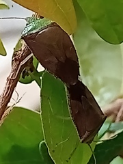 Hypoxys triangularis