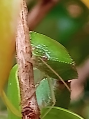 Hypoxys triangularis