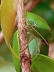 Hypoxys triangularis
