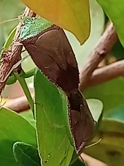 Hypoxys triangularis