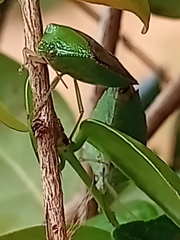 Hypoxys triangularis