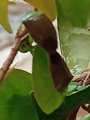Hypoxys triangularis